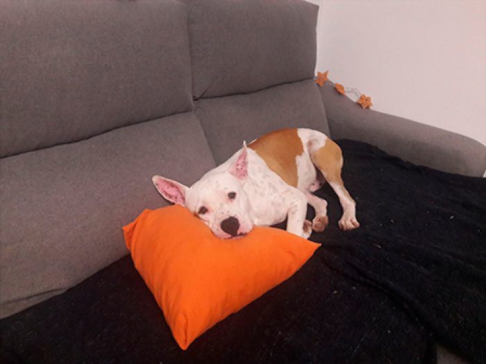 chico