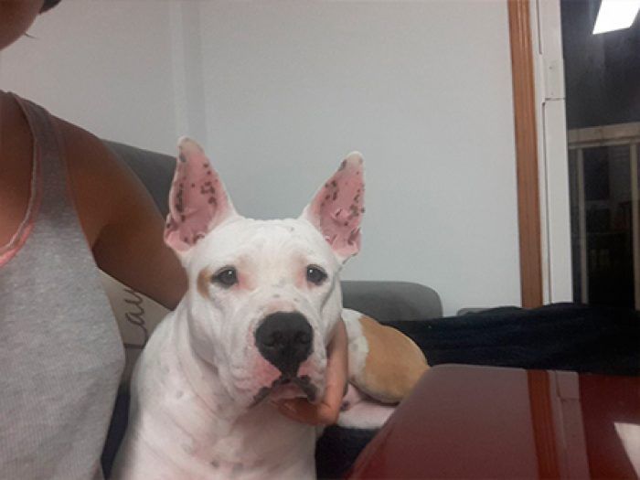 chico2